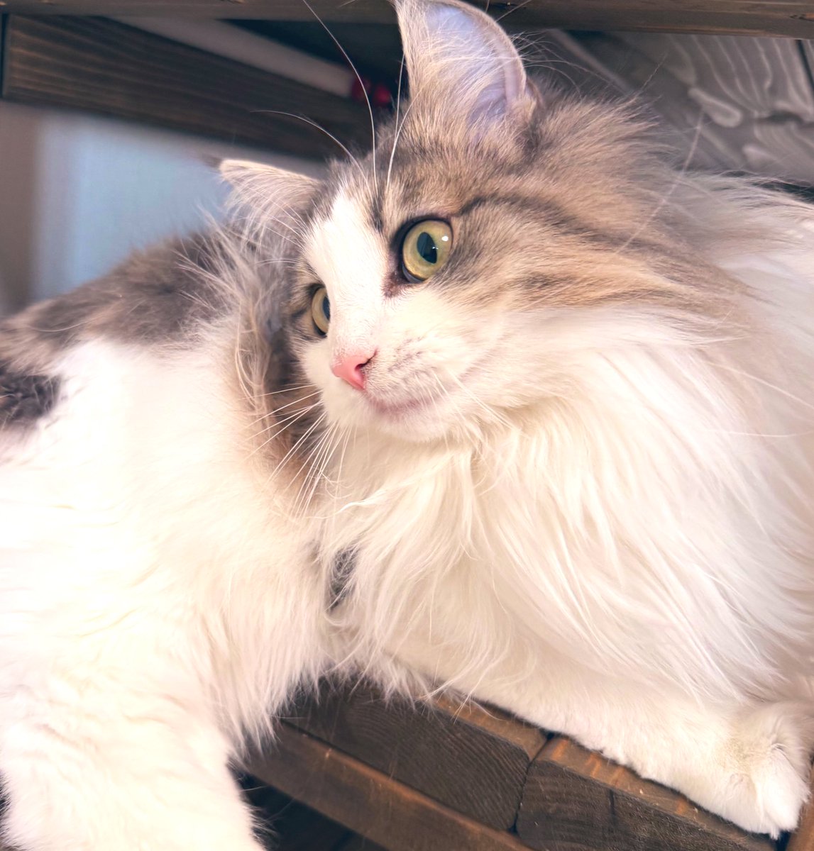 XのTL、最近猫ちゃんだらけで嬉しい🐈
動画や漫画も、いいねポチポチ。
同業の方のニャンちゃんワンちゃんのお写真にもたくさん癒されてます✨