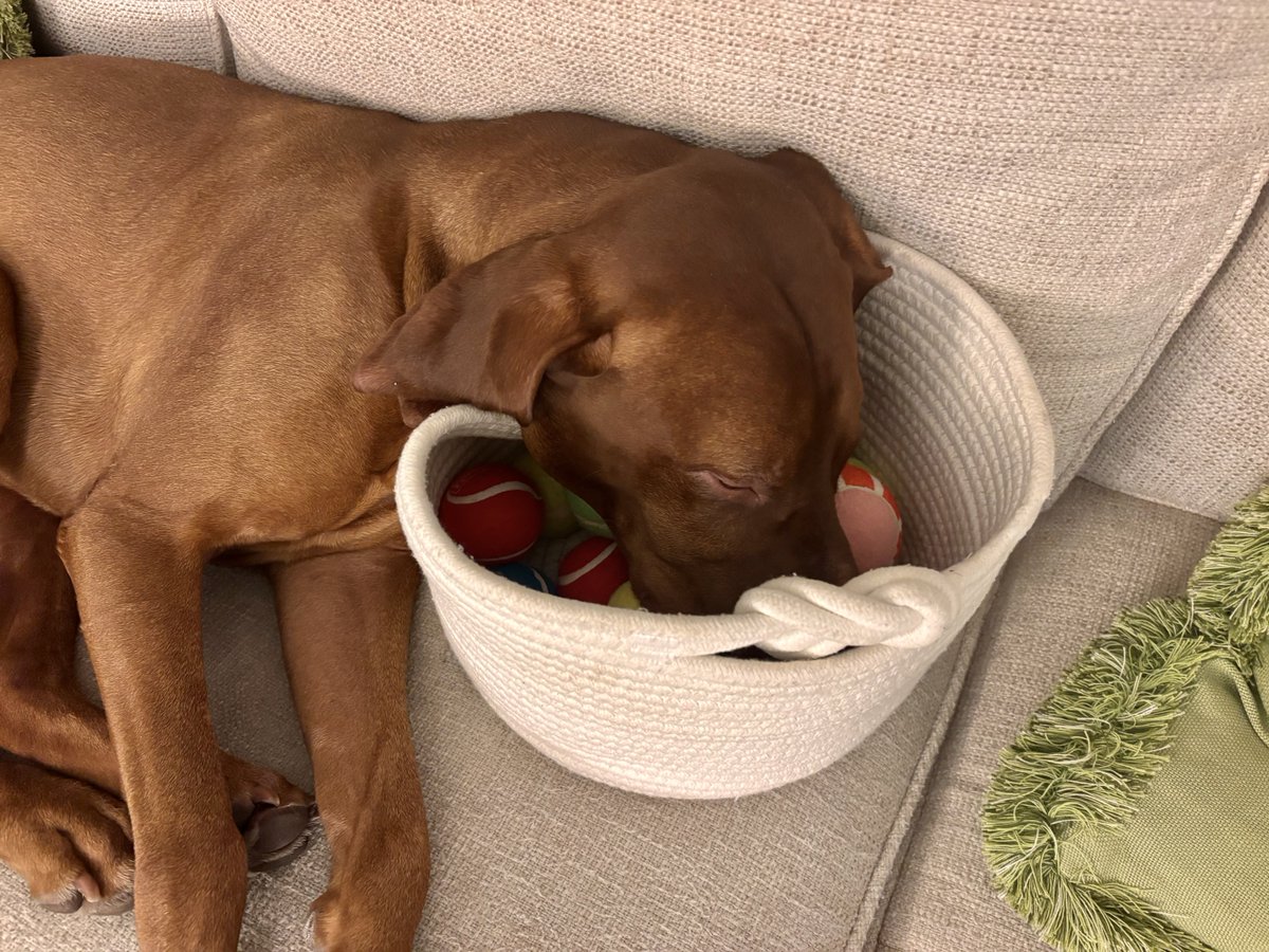 Dana Perino tweet media