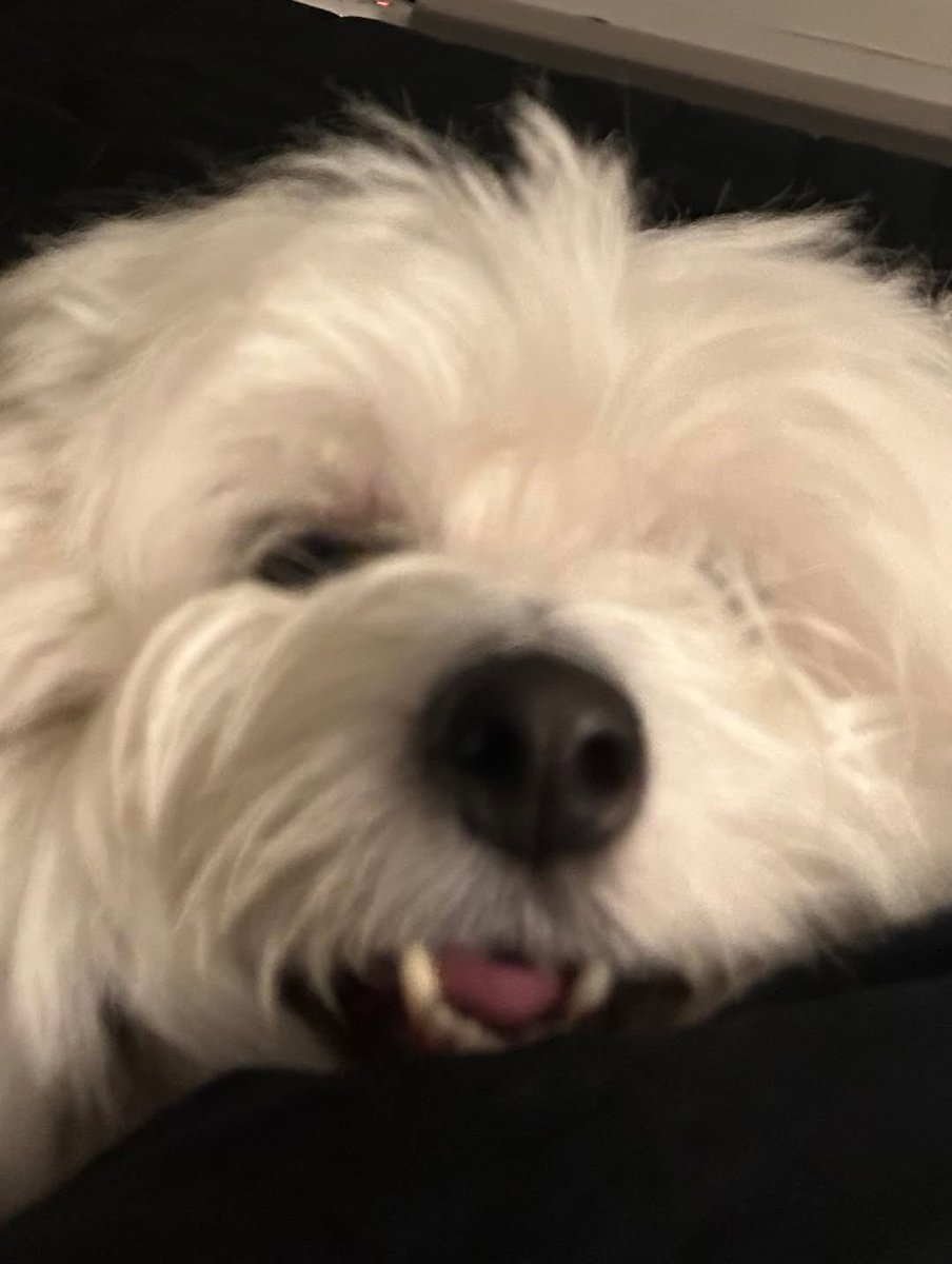 hello kkuma 🐾🤍