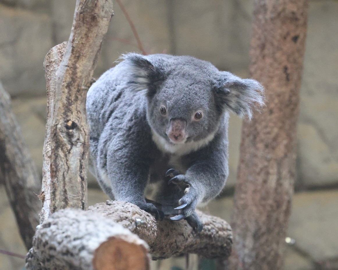 歩いて来る りんちゃん🐨🐾 ＃東山動植物園 ＃コアラ