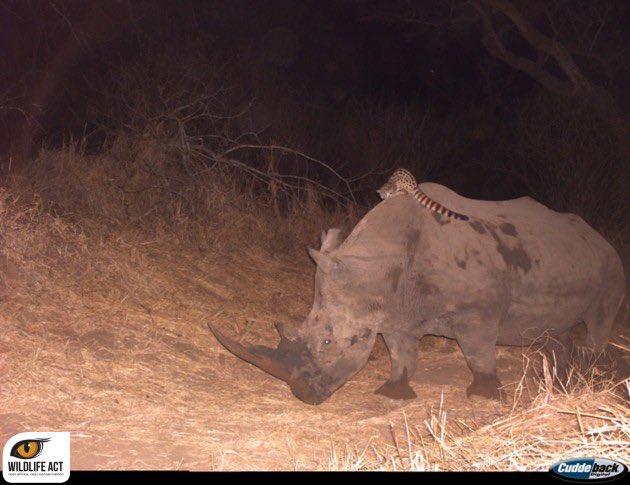 Jay72594128's tweet photo. I just found out that genets hitchhike/ride large animals 
That’s my new favorite thing about them now https://t.co/qMRQECHVMT