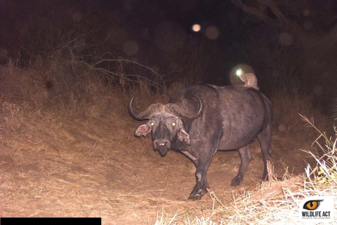 I just found out that genets hitchhike/ride large animals 
That’s my new favorite thing about them now