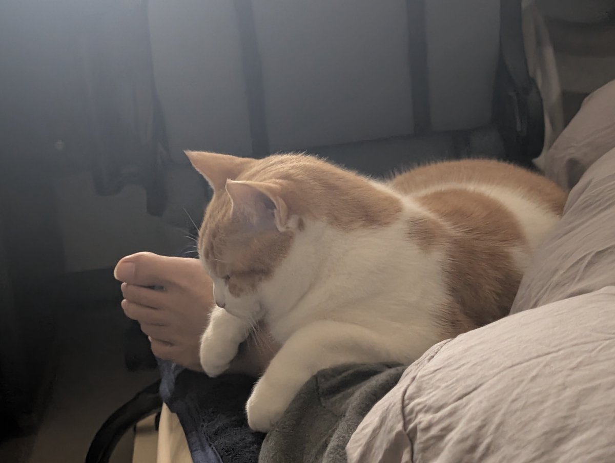 ともりん( ´ω`)つ🇯🇵 (@tomorin76) / Posts / X