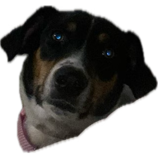 assistindo um carnaval na Globo