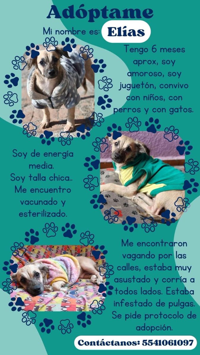 🐾 Nadie ha preguntado por Elías… y no entendemos por qué 💔
Es talla chica, tiene ~7 meses, es amoroso, convive con niños, perros y gatos.
Está vacunado y esterilizado.
🙏 Un RT puede cambiar su vida.
📞 5541061097
#AdoptaNoCompres #AdopciónResponsable #CDMX #RescateAnimal