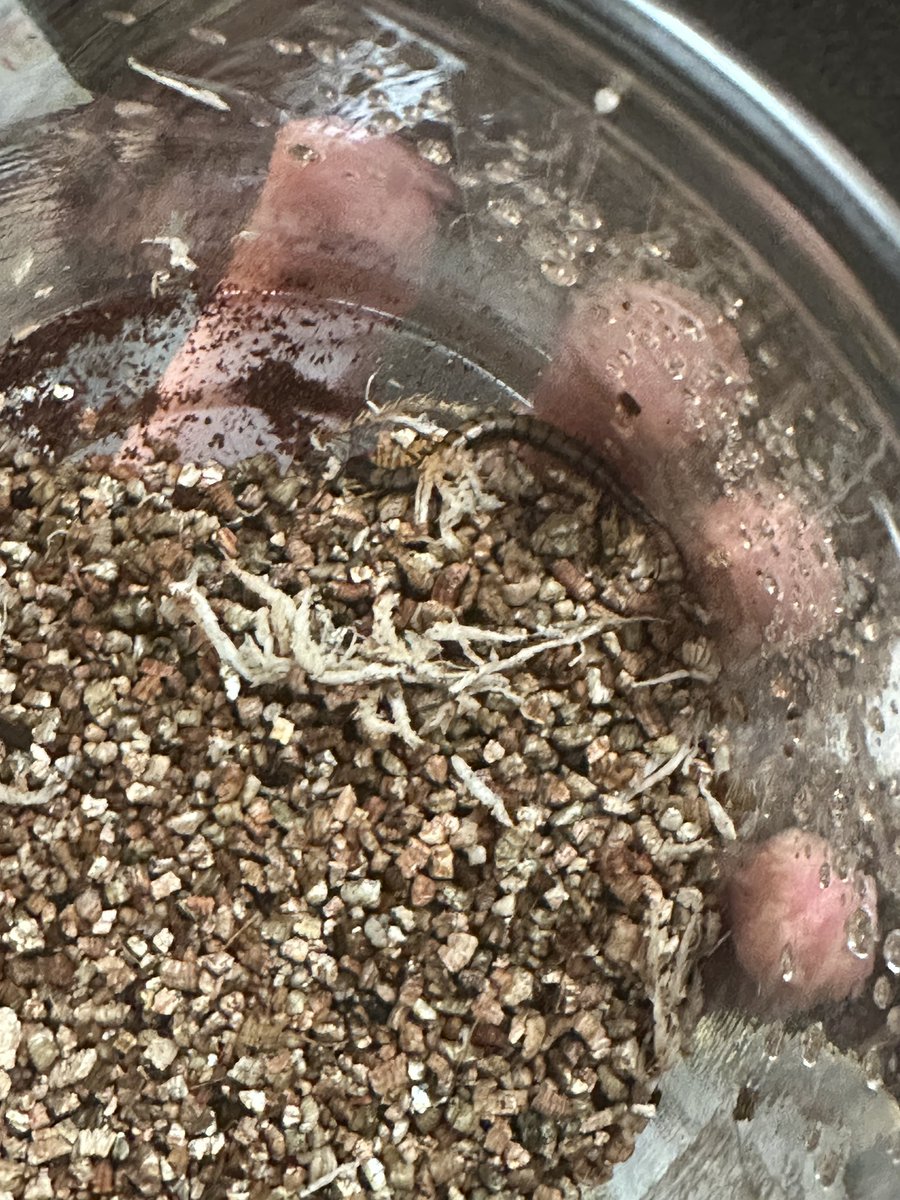 ブロフロフスキー tweet media