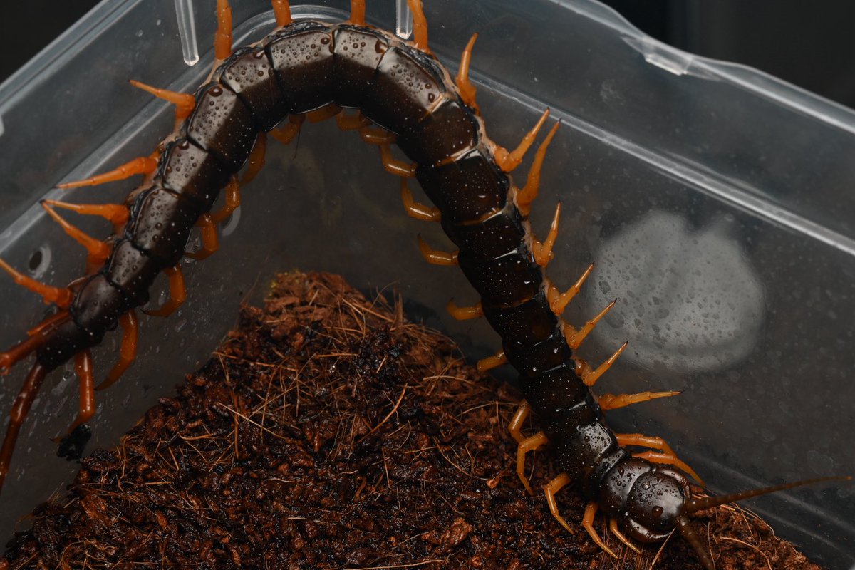 ブロフロフスキー tweet media