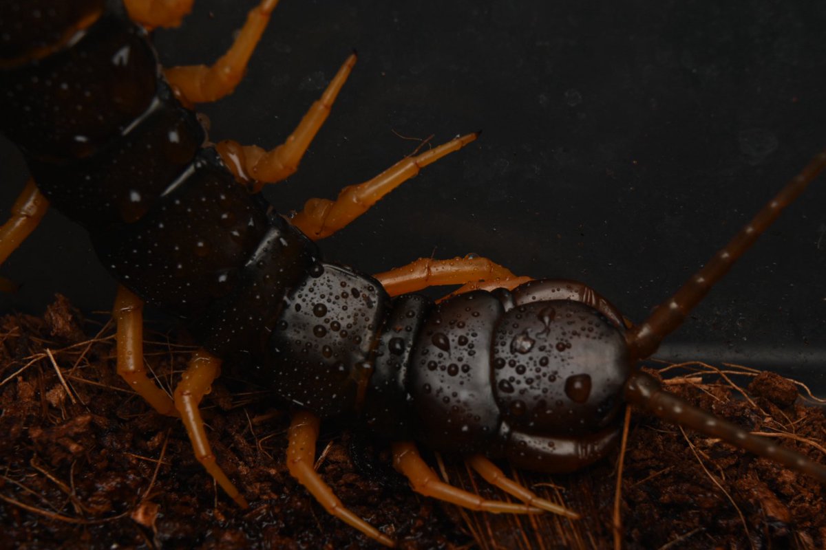 ブロフロフスキー tweet media