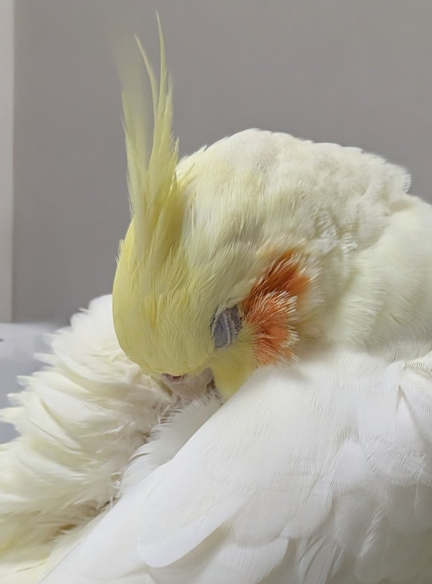 もふもふ- ̗̀˙꒳​˙ﾞ  ̖́-