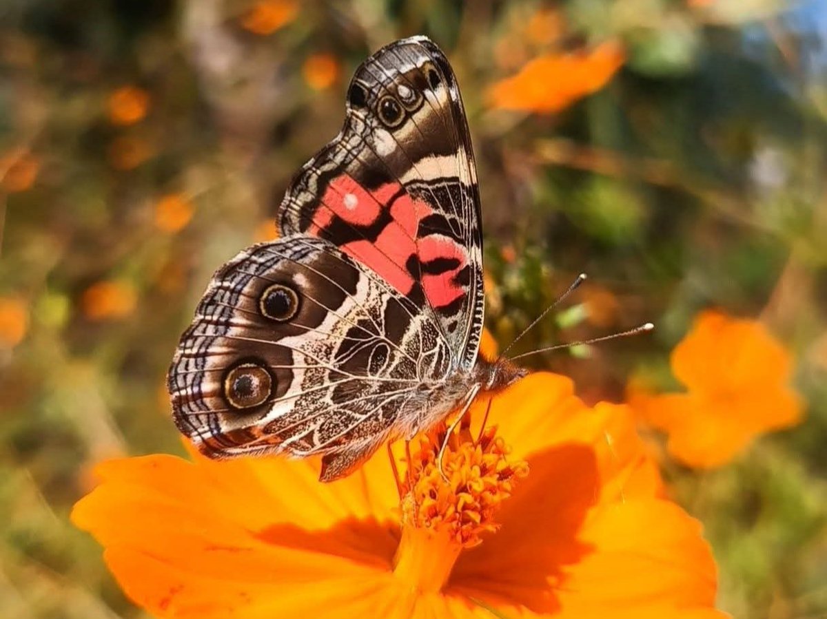 BioGuanajuato's tweet photo. HILO DE MARIPOSAS DE GUANAJUATO 
🦋🌷
Fotos de la naturalista 𝙇𝙪𝙥𝙞𝙩𝙖 𝘽𝙋, originaria de Cuerámaro, suroeste de Gto. 🦋

Mariposa malaquita 
Mariposa cometa xochiquetzal
Mariposa Vanesa americana 
Mariposa velo de duelo https://t.co/r0MN9sYFcU