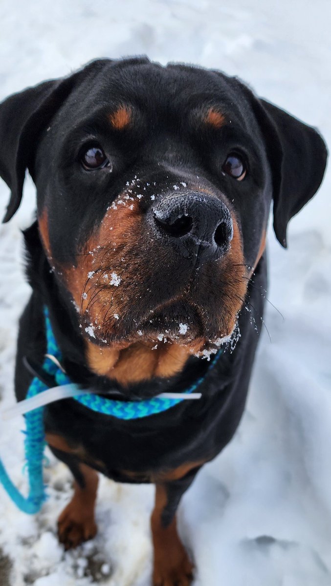 My dogs mean to me than most of humanity. K. Thanks. 
#Maki #Milli #Rottweilers