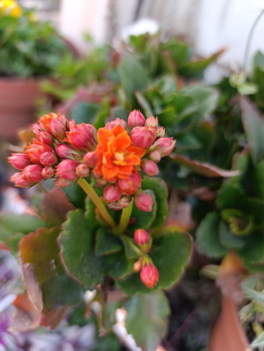 AleTR_'s tweet photo. Ya empezaron a verse las flores de la Kalanchoe ... https://t.co/FiTBq6kIGH