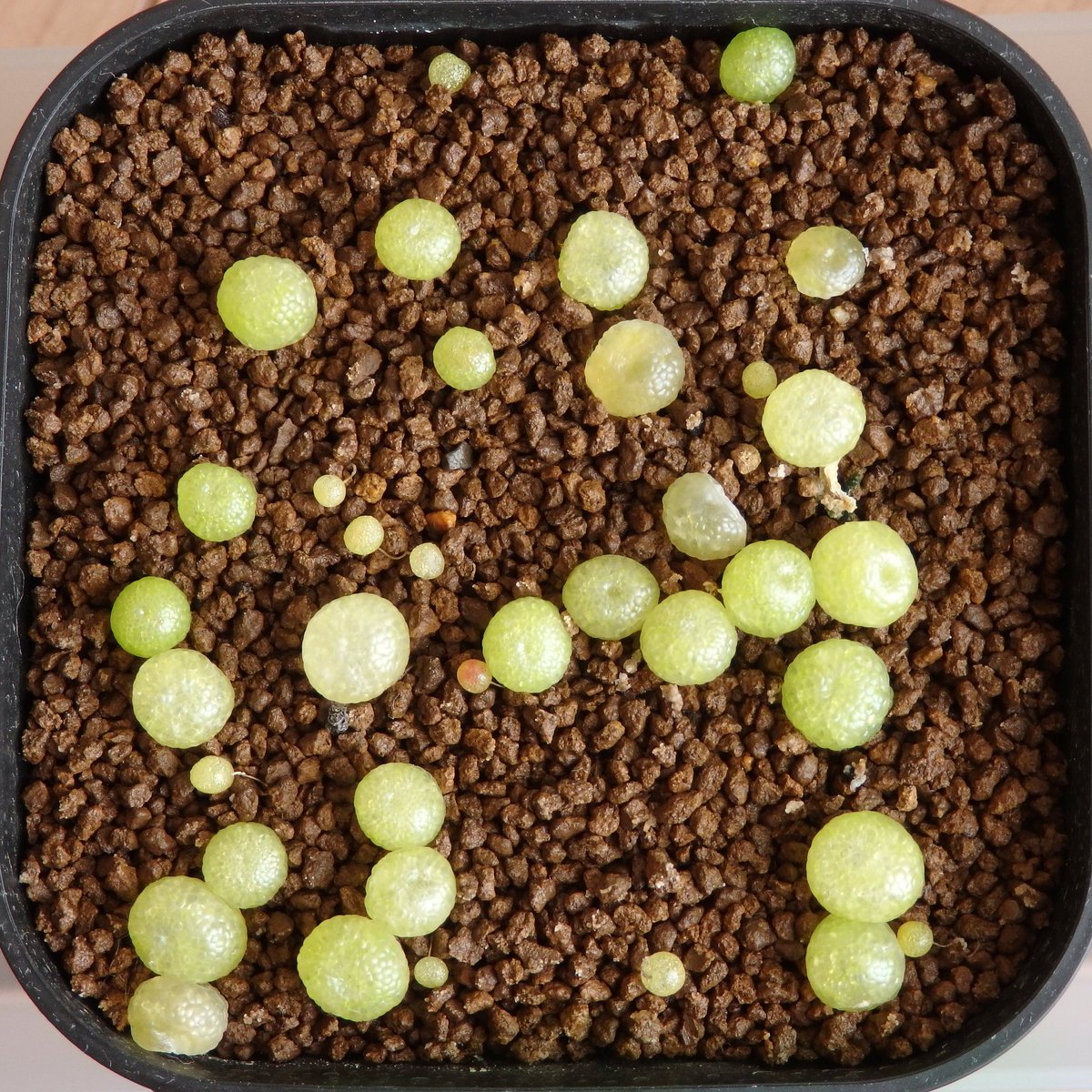 conocono (@Hiro_SUDO) / Posts / X