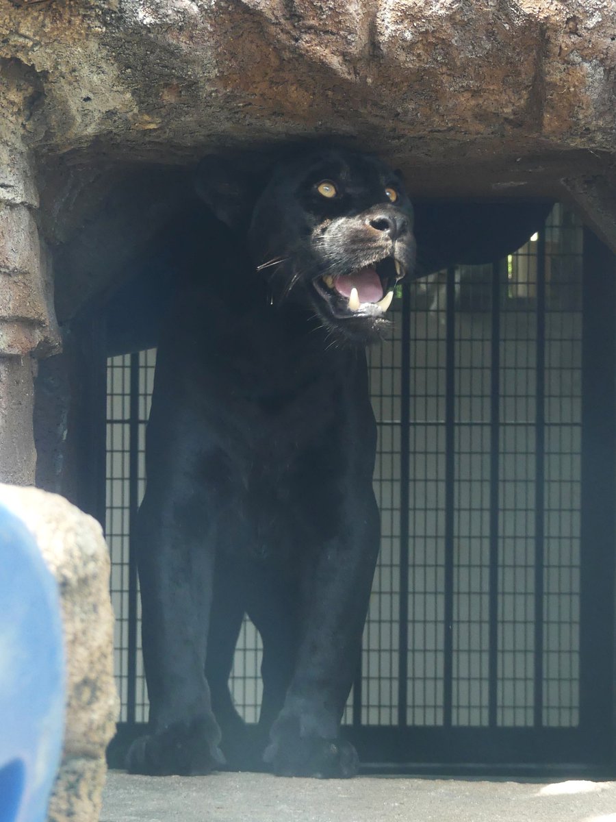 𝑚𝑎𝑟𝑢(ﾏﾙ) (@maru2022) / Posts / X