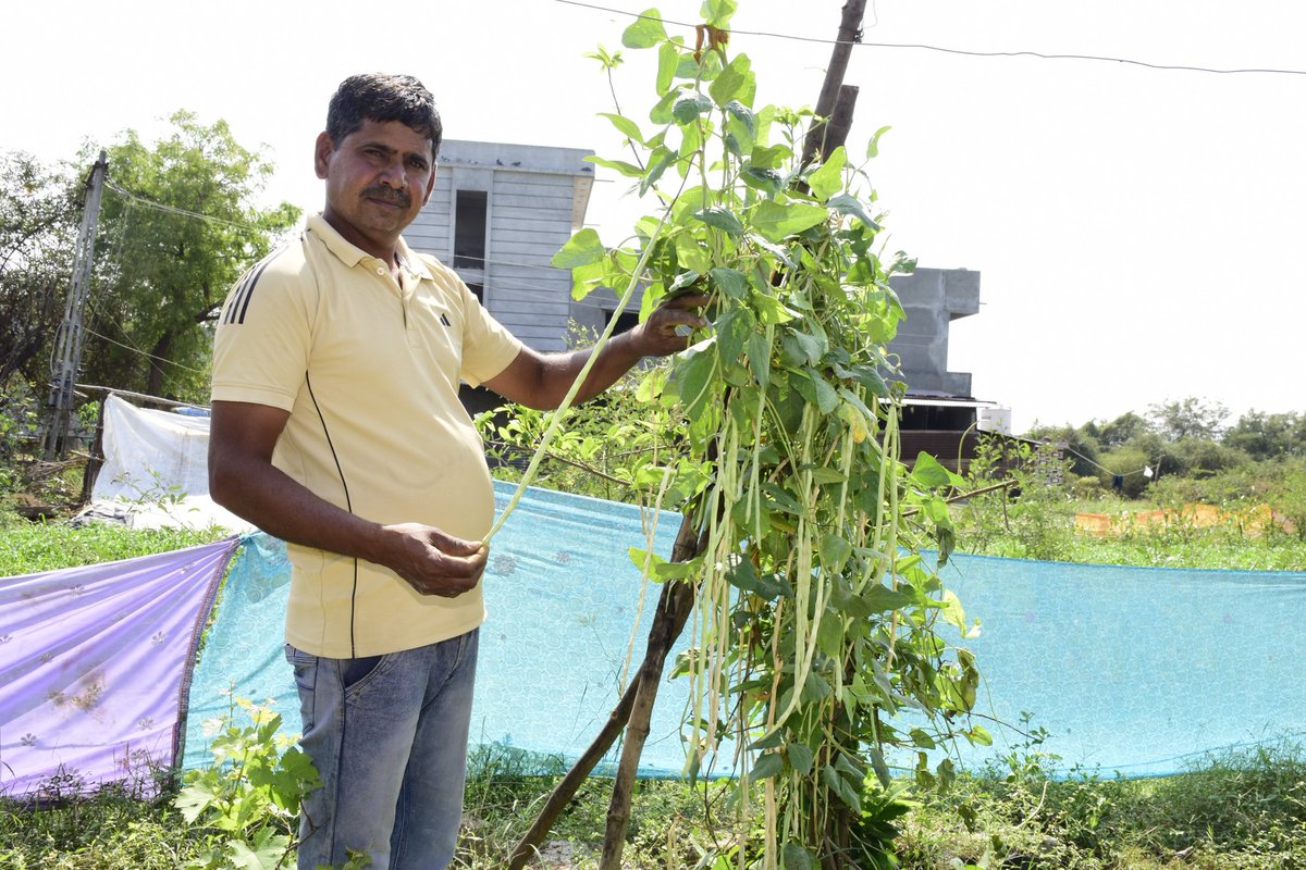 bjpneelrao's tweet photo. Rikeshbhai Bariya became a guide for farmers of Narmada district by bringing the mantra of ‘Vocal for Local’ to life,Farmer Shri Rikeshbhai of Tilakawada taluka became self-reliant by starting natural farming and home industry
#vocalforlocal #makeini #backtonature #FarmLife #narmda