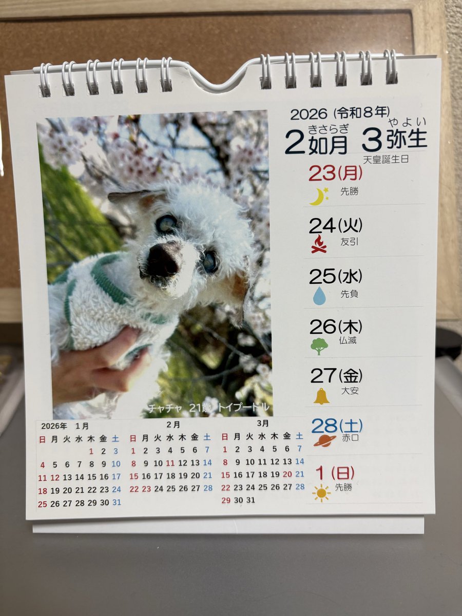 cha2_0228's tweet photo. とってもお久しぶりにポスト📮
今週は #ロウケンズカレンダー にチャチャさんが載っているから起き上がるとチャチャさんと目が合って朝から癒されてる☺️
そして今週末は初めてのお空での誕生日なのでネイルもバースデー仕様に💅🎂
とまぁ毎日チャチャを感じて今日も生きています🫡 https://t.co/d9NtFaa6QX