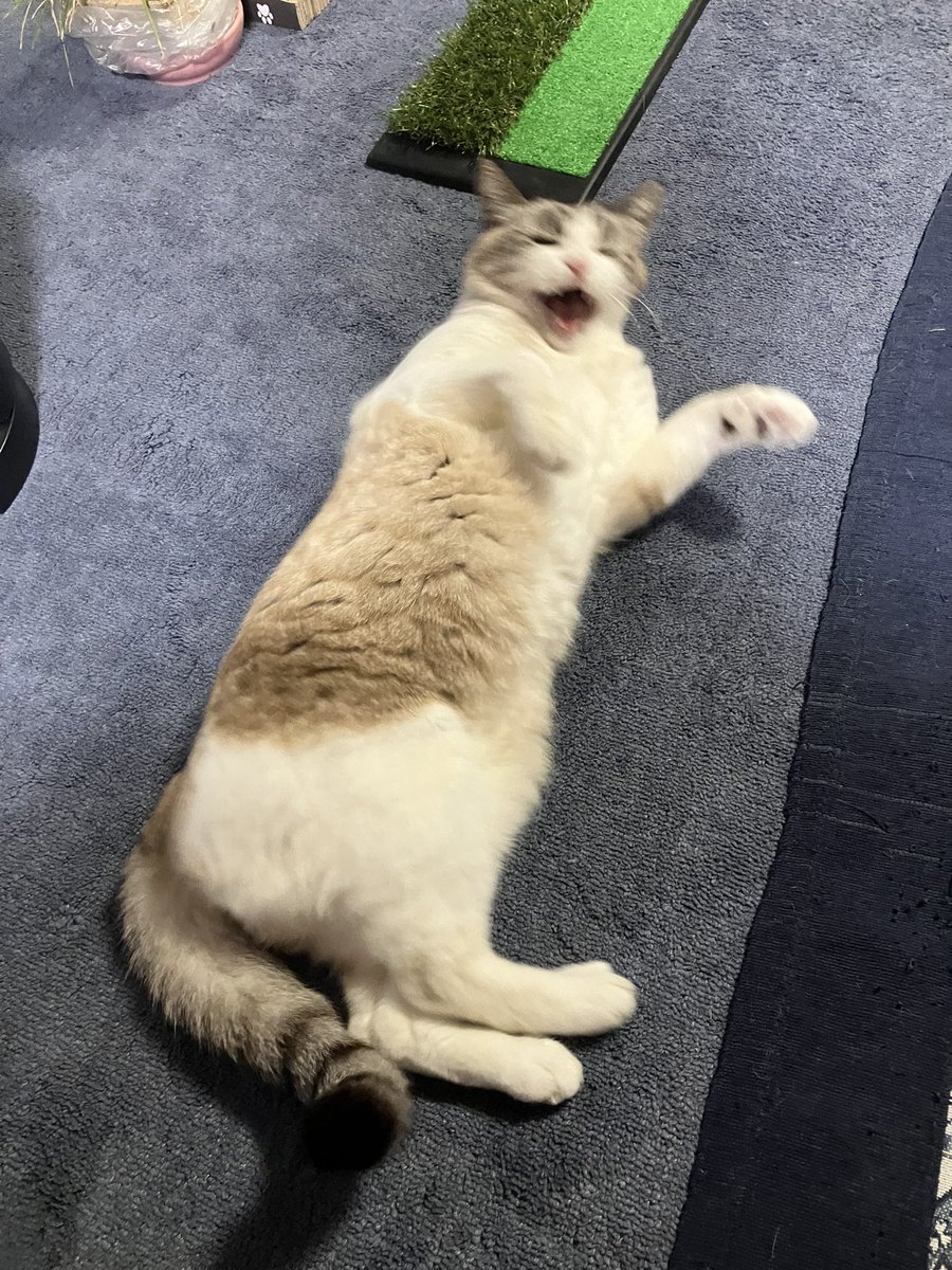 今日の にゃんこ