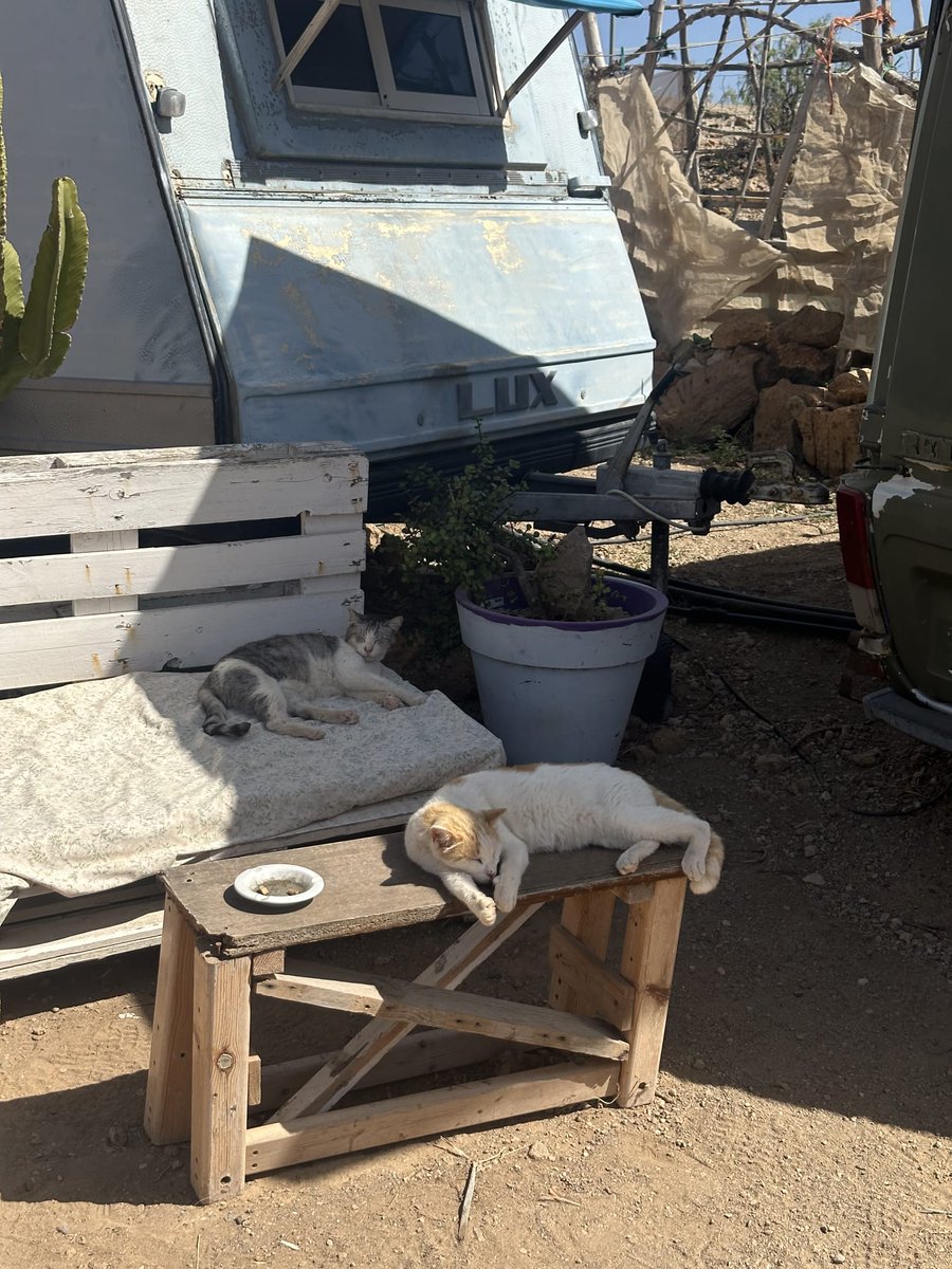 Canary Islands Green tweet media