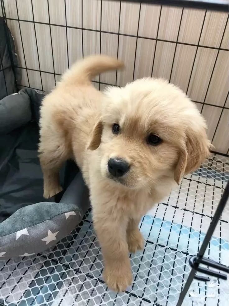 Tweet of Animals tweet media