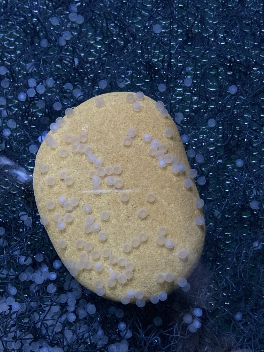 Calverton Fish Farm tweet media