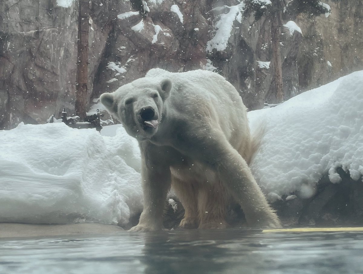 ルルさん
👅は短かめかしら。

🤣
なんだかfunnyな1枚🫶

2026.2.12❄️
#旭山動物園
#ホッキョクグマ
#ルル