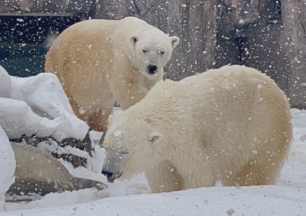 美しい恋の季節❣️

2026.2.12❄️
#旭山動物園
#ホッキョクグマ
#ホクト
#ピリカ