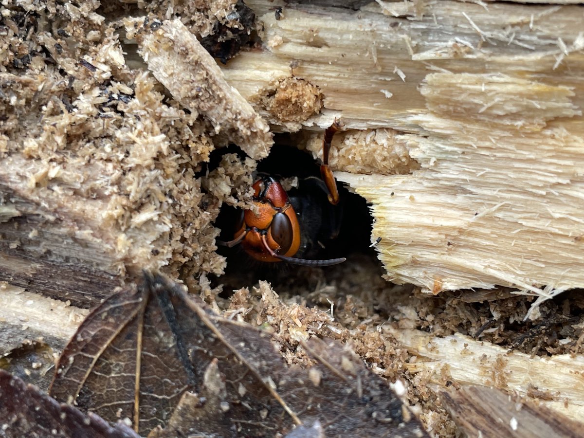 おーちゃん (@Ohchan_sub) / Posts / X