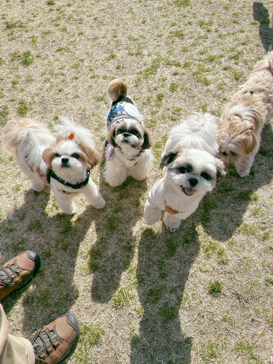 シーズー限定ドッグランに行ったんだ🐾 #シーズー #shihtzu #asknowas