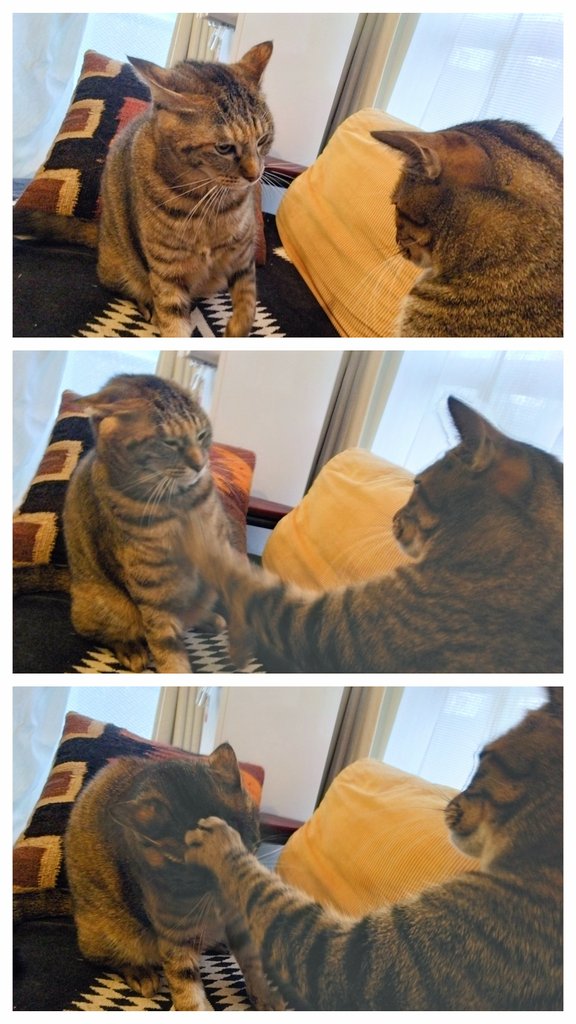 調子に乗りすぎてオーちゃんに叱られる？末っ子キューちゃん🐱

#保護猫を家族に #ねこのいる暮らし𓏲𓎨