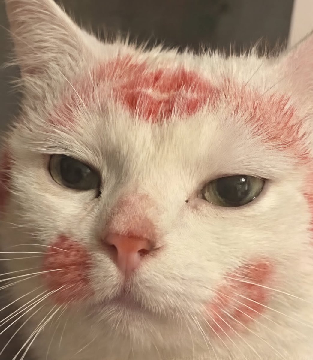 Miaw (@miaw) on Twitter photo 