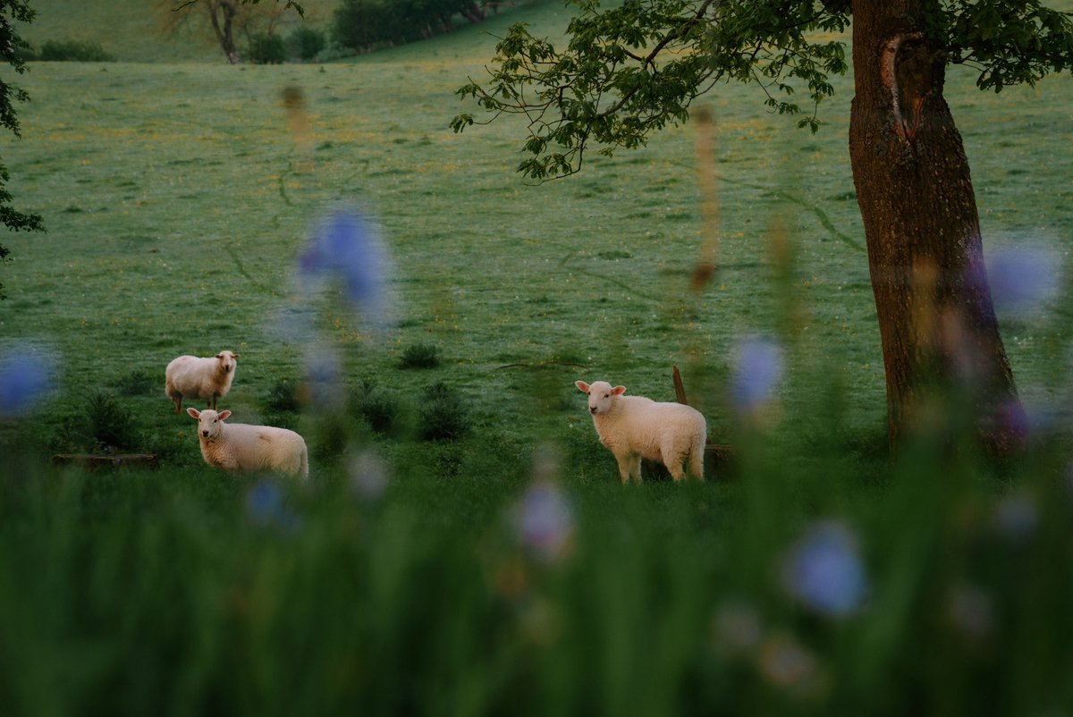 𝘄𝗮𝗻𝗱𝗲𝗿𝘁𝗿𝗮𝘃𝗲𝗹𝘀 tweet media