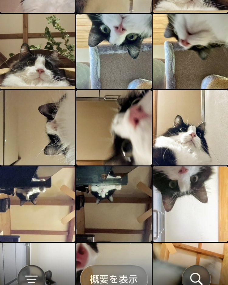 セルフィーキャット