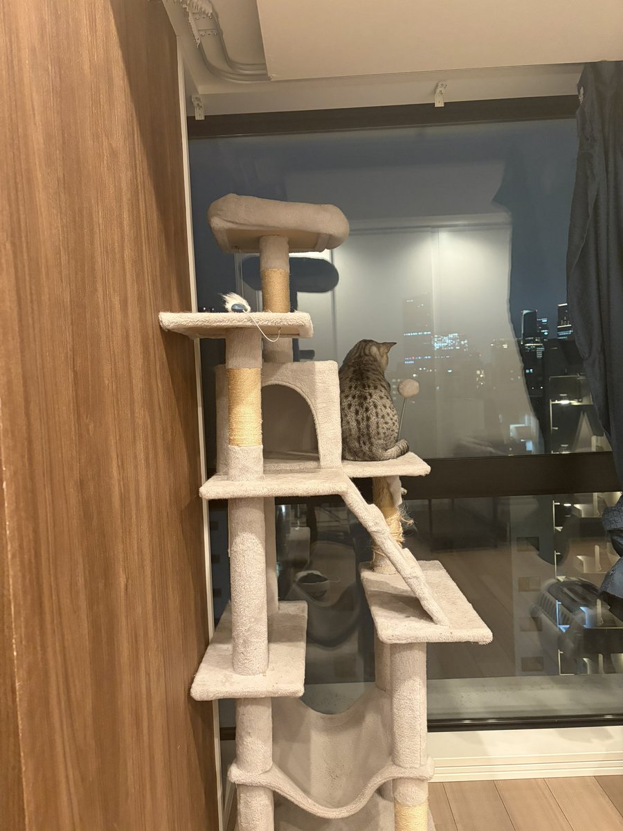 トキの律者 tweet media