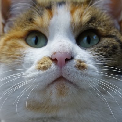 新しいプロフィール画像