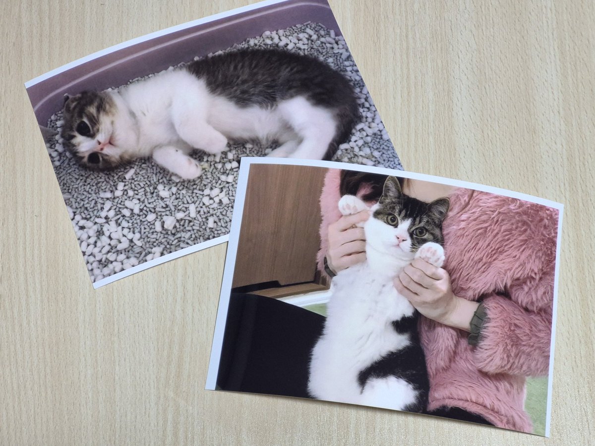 スコスコぽこ太郎&うま次郎 (@PocoUma) / Posts / X