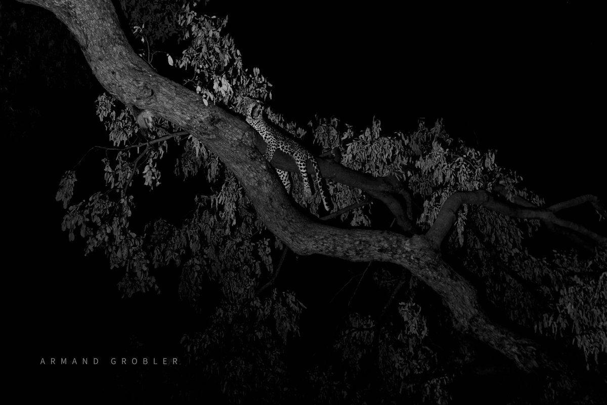 Rhulani_Photo's tweet photo. A leopard yawns under a blanket of stars in Botswana's Okavango Delta, signaling its time for the hunt. 

Find out what our @rhulani_photo_film production team have been up to and subscribe to our newsletter at https://t.co/XjVGrNhgI7 

#OkavangoDelta #Botswana #PhotoSafari https://t.co/FdrPt1E2TG