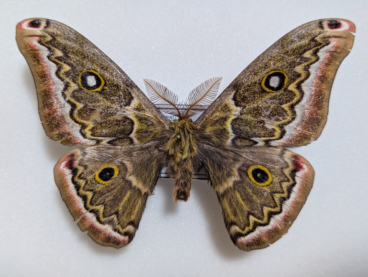 M0 (@mom0mom0mom0m00) / Posts / X