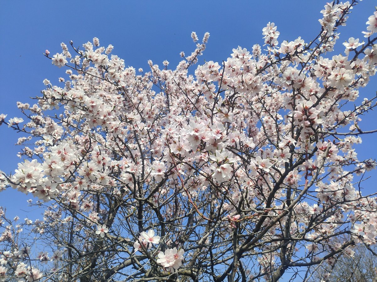 The Kashmir Monitor tweet media