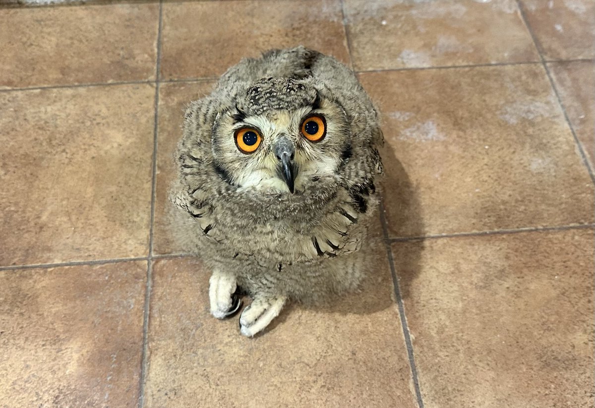 そんなに見つめないで...🥹

#ベンガルワシミミズク #雛 #販売 #可愛すぎて仕事が手につかない