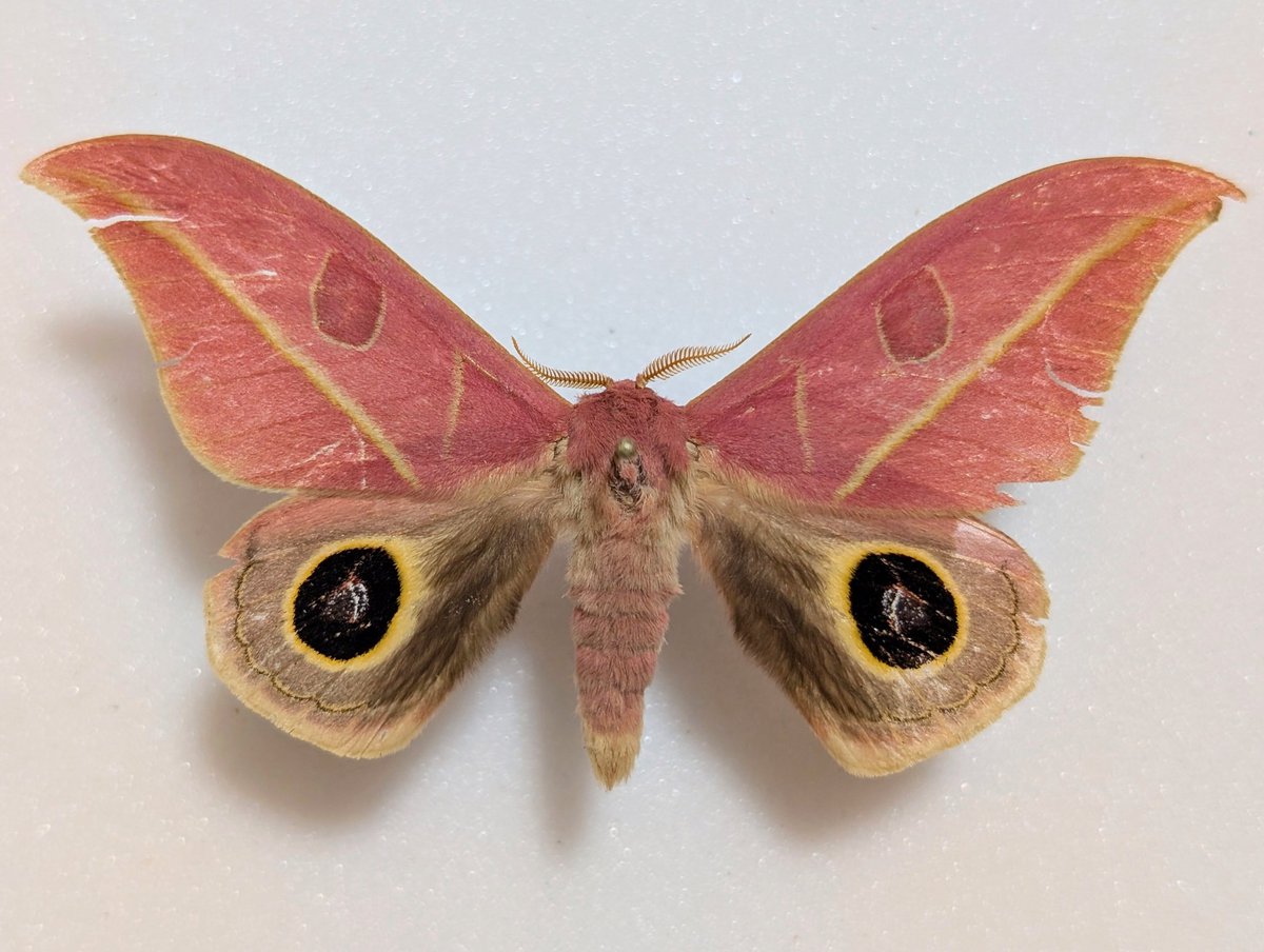 M0 (@mom0mom0mom0m00) / Posts / X