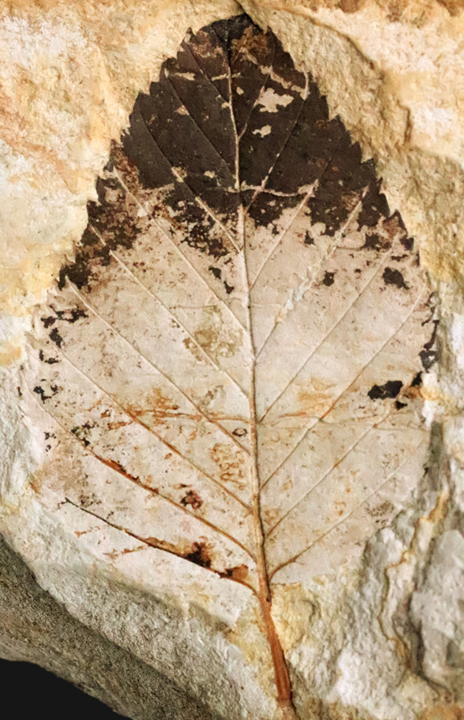 立派な母岩に、大きな木の葉が明瞭に保存。岩手県雫石町・用ノ沢産の