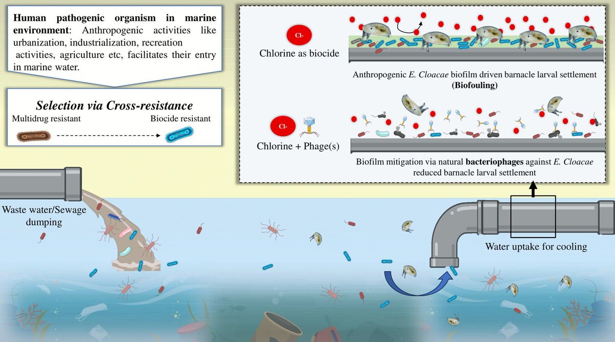 Microbial Biotechnology (MBT) tweet media