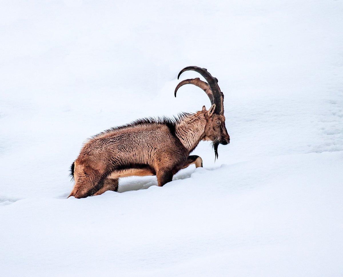 KesfetF's tweet photo. Munzur’da beyazın ortasında gerçek hayat! ❄️🐾
📸 ınstagram : sidar.eren
#fıratıkeşfet #fıratturu #tuncel https://t.co/Hgfac4dsvC