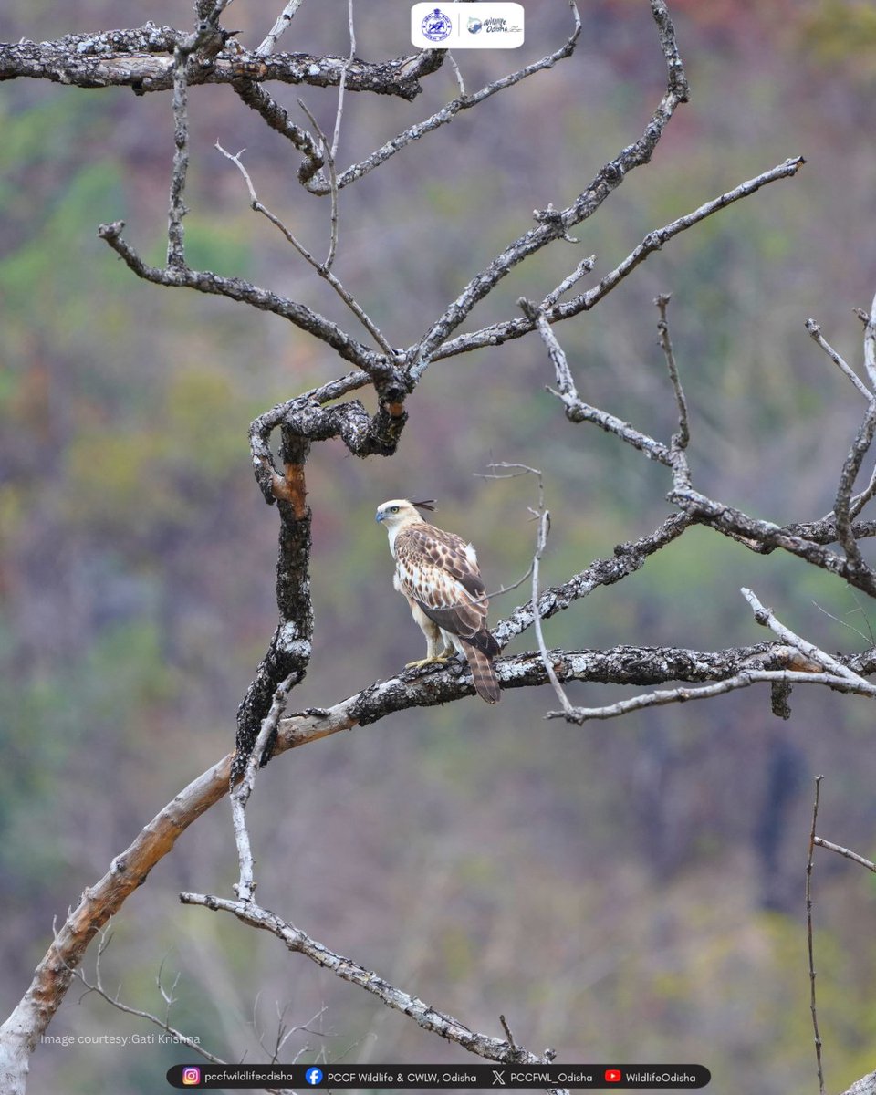 PCCFWL_Odisha's tweet photo. Meet the Changeable Hawk Eagle (Nisaetus cirrhatus), it is a powerful medium sized eagle protected under the Wildlife (Protection) Act with Schedule I status, symbolising its high conservation importance. #changeablehawkeagle #nisaetuscirrhatus #odishawildlife #birdsofodisha https://t.co/Bhl7bpsj19