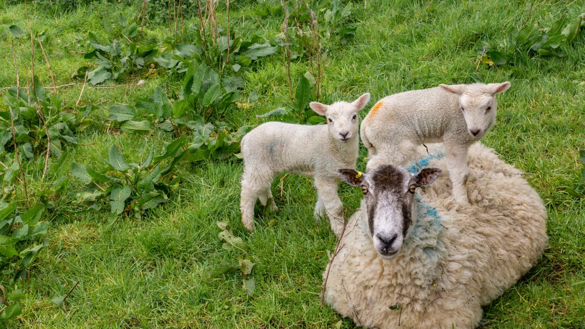 Cliff Salt tweet media