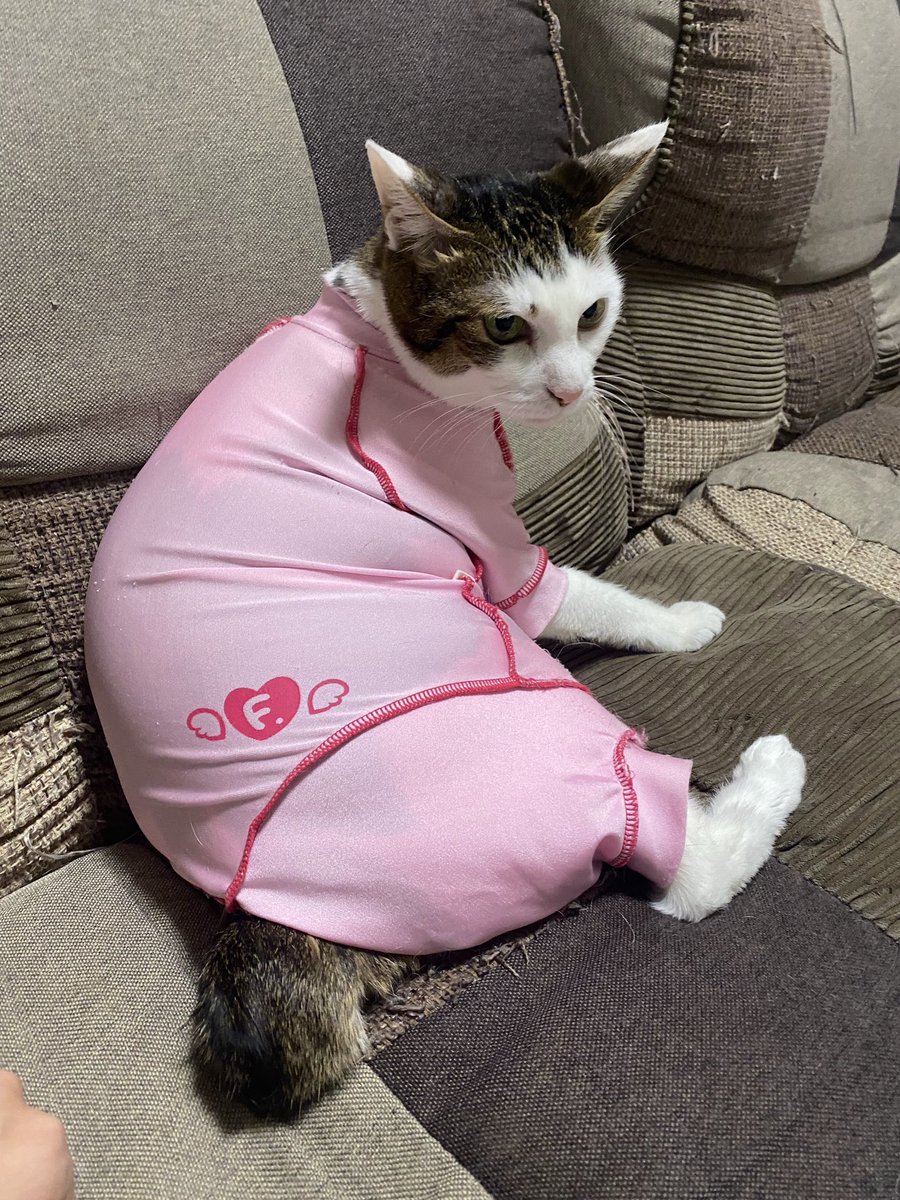 kuma_kuma_a0402's tweet photo. あつこちゃん、パツパツお洋服セレクションご査収ください　#猫　#猫部　#シニア猫 https://t.co/X6RCAuWxFL