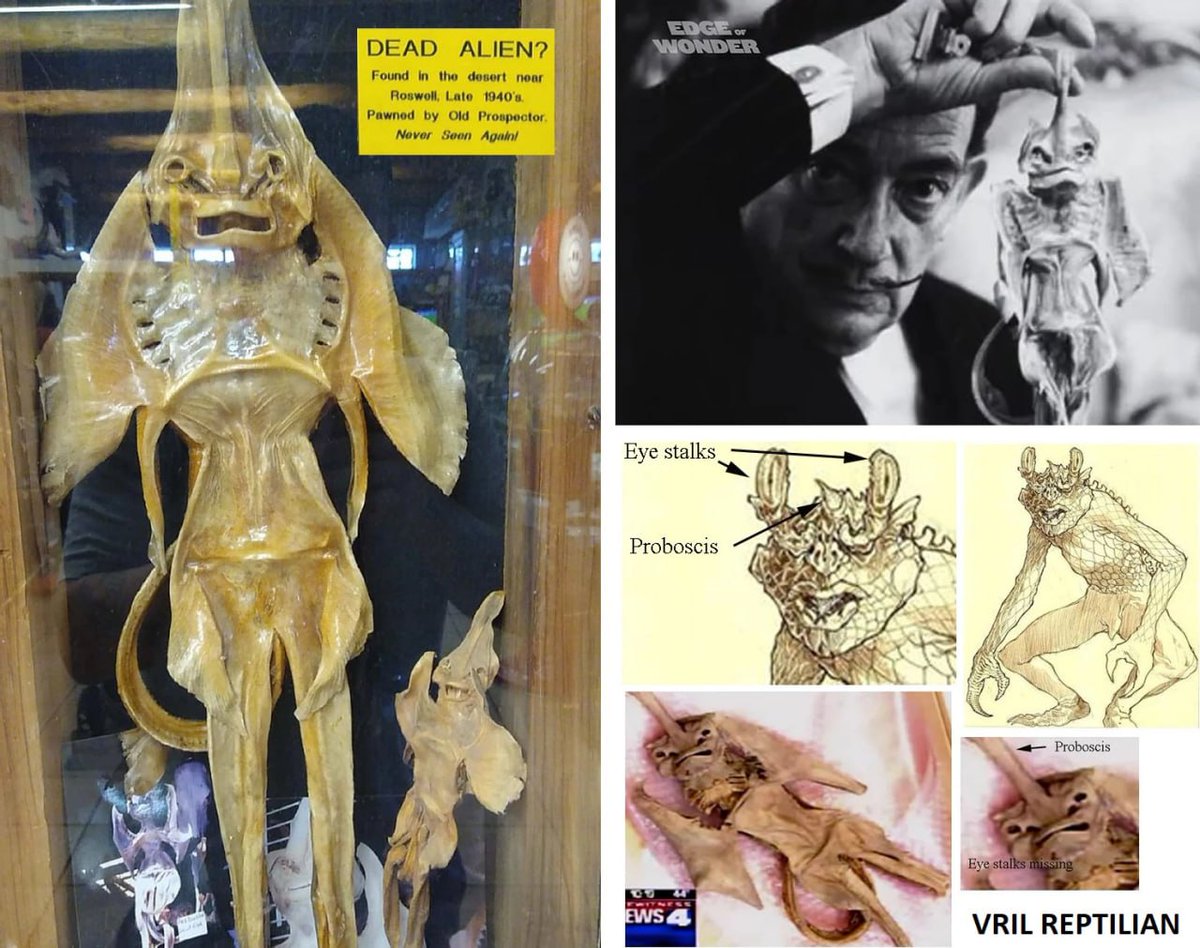 FranceRsistanc1's tweet image. ⚠️ 🦎Parasite reptilien lézard Vril🦎
Processus de bourdonnement de la trompe alias.
Arrachage de corps/scalping d'âme #Rituel

👁‍🗨Le Black Eye Club #Illuminati
#HCQ tue le #Vril 🦎🐍👽