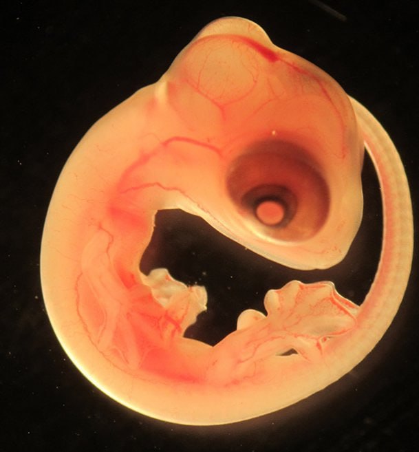 FranceRsistanc1's tweet image. ⚠️ 🦎Parasite reptilien lézard Vril🦎
Processus de bourdonnement de la trompe alias.
Arrachage de corps/scalping d'âme #Rituel

👁‍🗨Le Black Eye Club #Illuminati
#HCQ tue le #Vril 🦎🐍👽