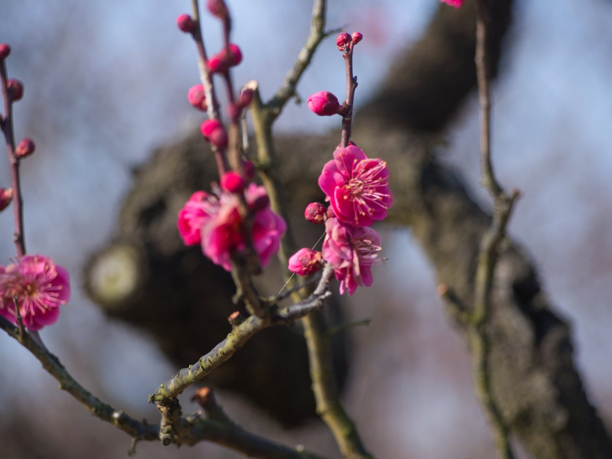 RSKバラ園の梅。 ここは、品種が分かりやすく掲示されてる。 見たい梅