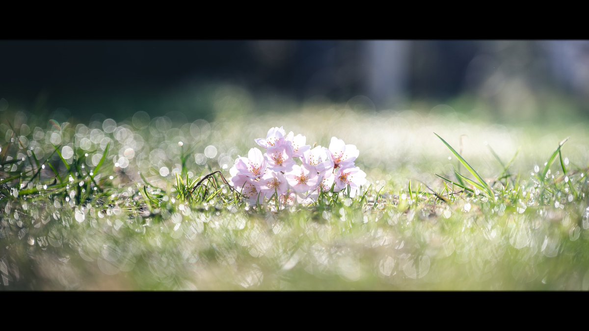 ooote_photo's tweet photo. 春を待つ https://t.co/jkeQRhqksT